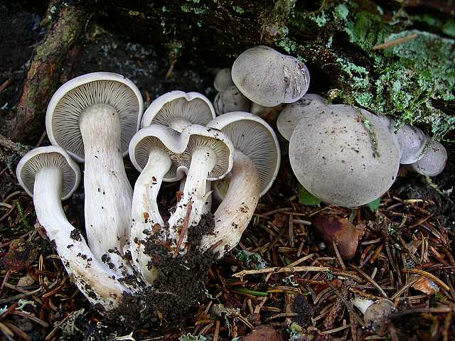 2005 :  Un anno di funghi